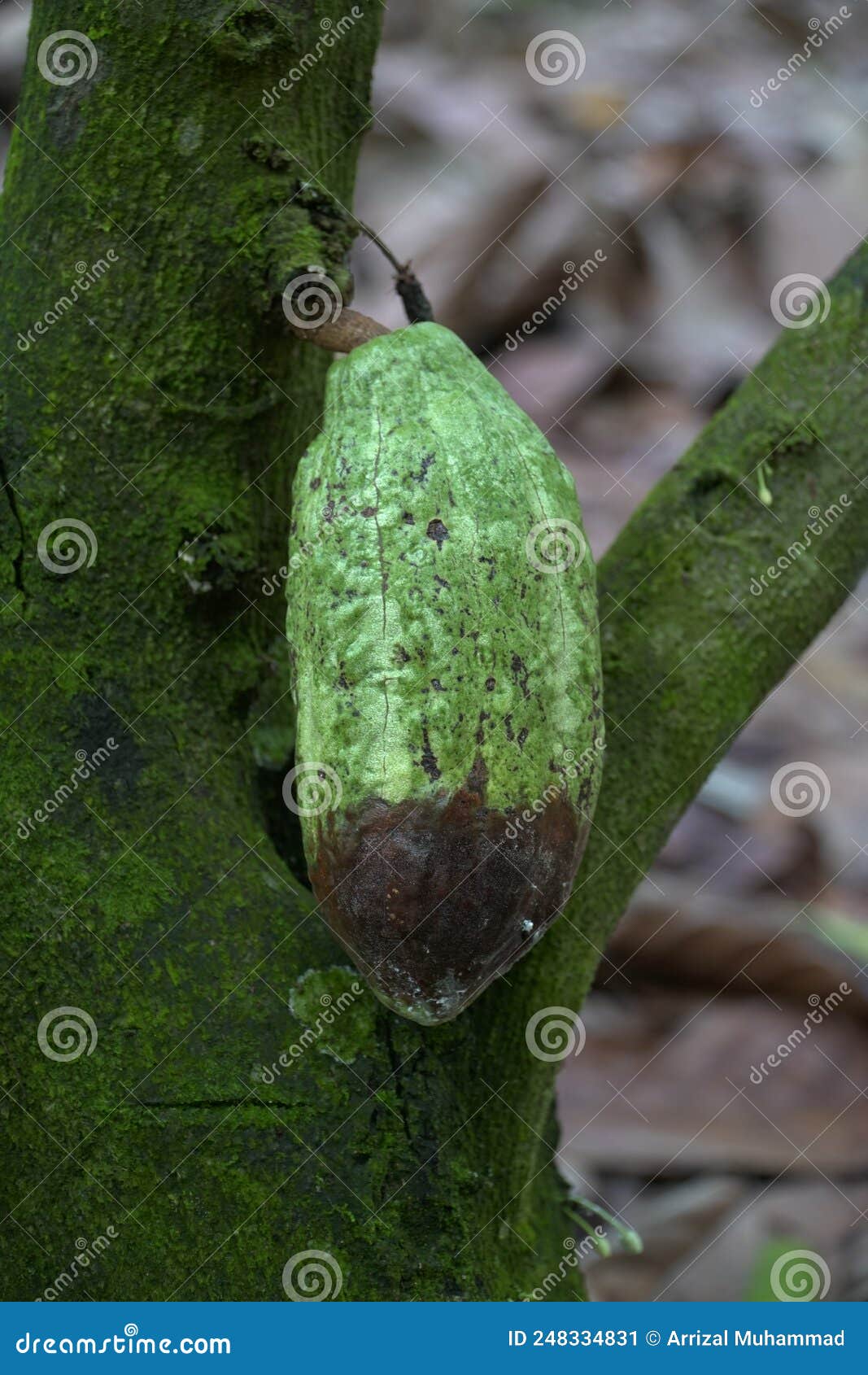 theobroma cacao, also called theÃÂ cacao treeÃÂ and theÃÂ cocoa tree